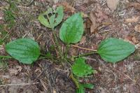 Plantago major