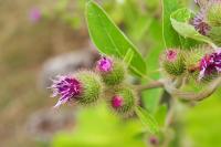 Arctium minus