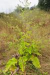 Arctium minus