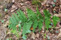 Dryopteris dilatata