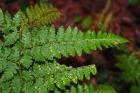 Dryopteris dilatata