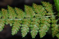 Dryopteris dilatata