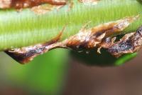 Dryopteris dilatata