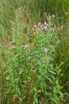 Epilobium hirsutum