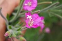 Epilobium hirsutum