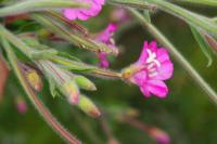 Epilobium hirsutum