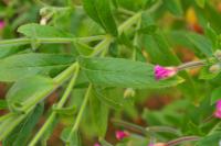 Epilobium hirsutum