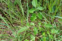 Laserpitium latifolium