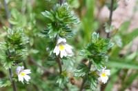 Euphrasia stricta