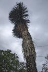 Yucca flaccida