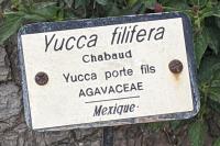 Yucca flaccida
