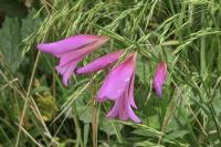 Gladiolus italicus