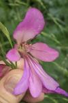 Gladiolus italicus