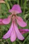 Gladiolus italicus