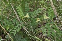 Vicia hybrida