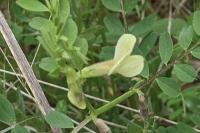 Vicia hybrida