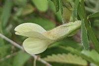 Vicia hybrida
