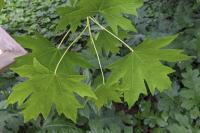 Liquidambar