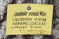 Liquidambar