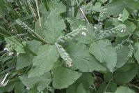 Symphytum kurdicum