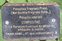 Petasites pyrenaicus