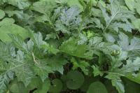 Acanthus mollis