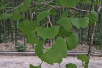 Ginkgo biloba
