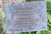 Ginkgo biloba