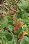 Lobelia laxiflora