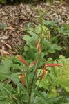 Lobelia laxiflora
