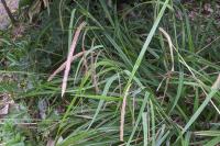 Carex pendula