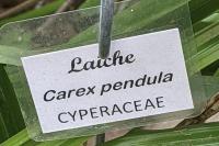 Carex pendula