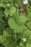 Alliaria petiolata