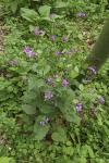 Lunaria annua