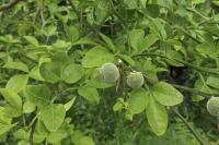 Poncirus trifoliata