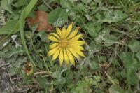 Arctotheca calendula