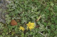 Arctotheca calendula