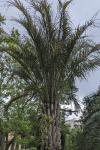 Butia capitata