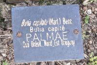 Butia capitata