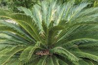 Cycas revoluta