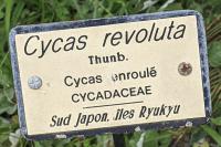 Cycas revoluta