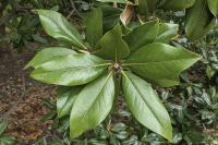 Magnolia grandiflora