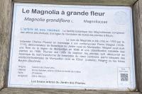 Magnolia grandiflora