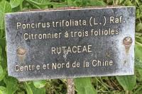 Poncirus trifoliata