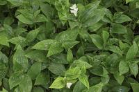 Tradescantia fluminensis