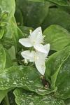 Tradescantia fluminensis