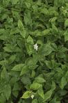 Tradescantia fluminensis