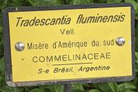 Tradescantia fluminensis