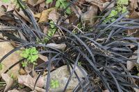Ophiopogon planiscapus 'Nigrescens'