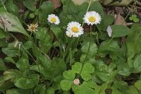 Bellis perennis